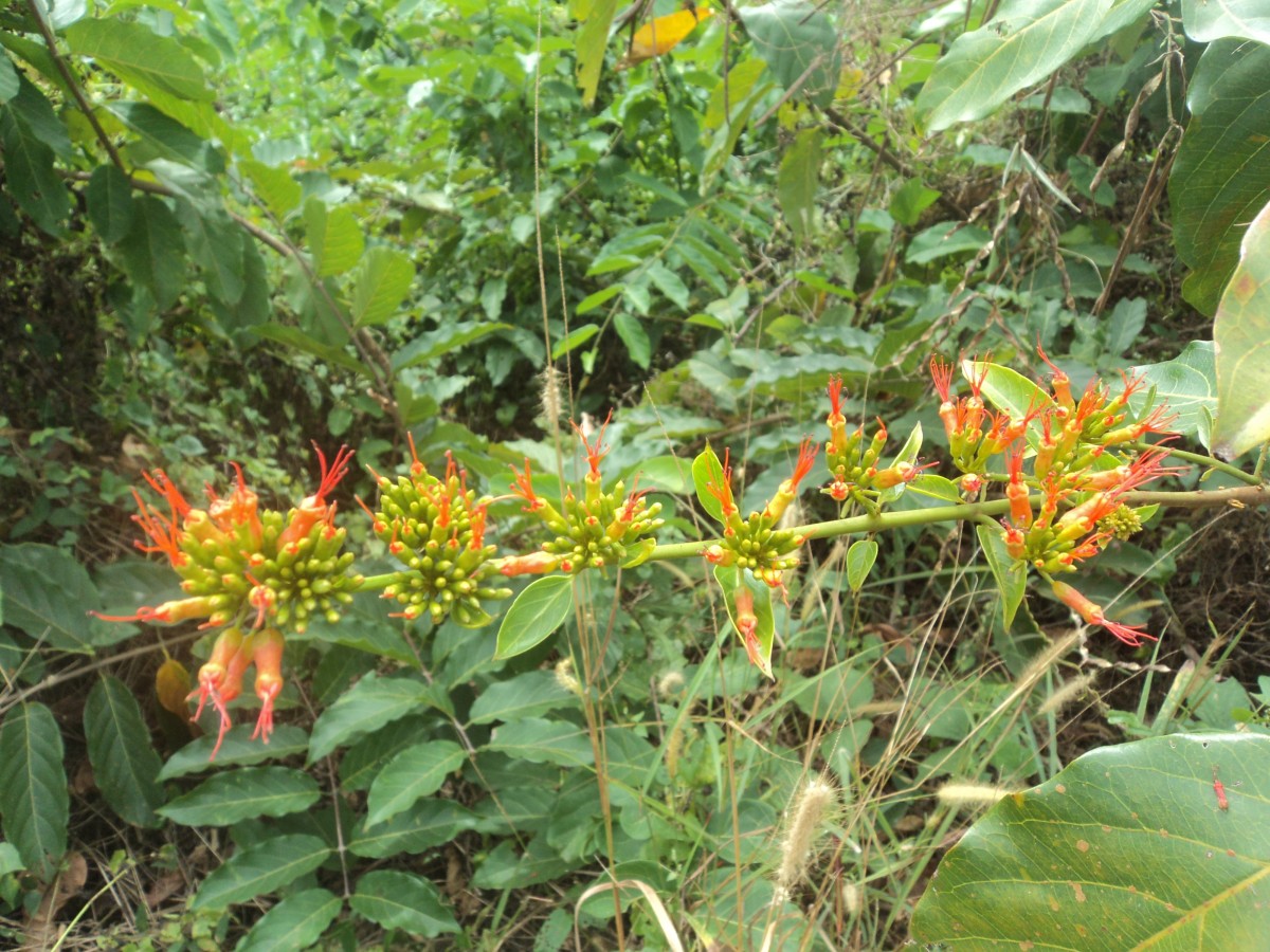 Combretum paniculatum Vent.